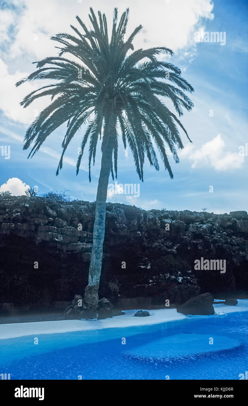 Gardnes tropicale con Palm Tree a teh area piscina del Jameos del Agua a Lanzarote, Isole Canarie. Foto Stock