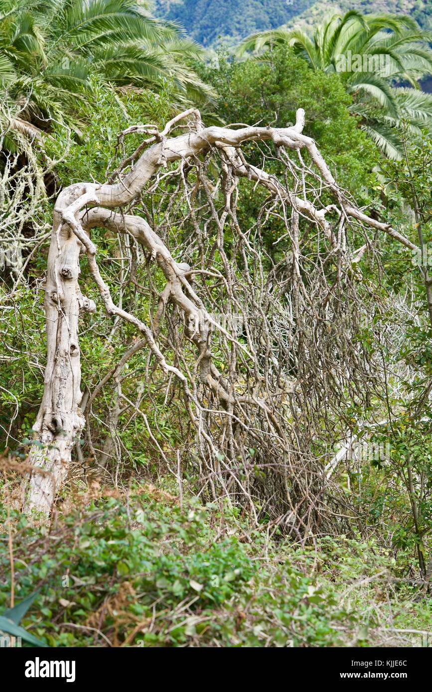 Morto albero grigio tra il vivere il verde delle palme Foto Stock