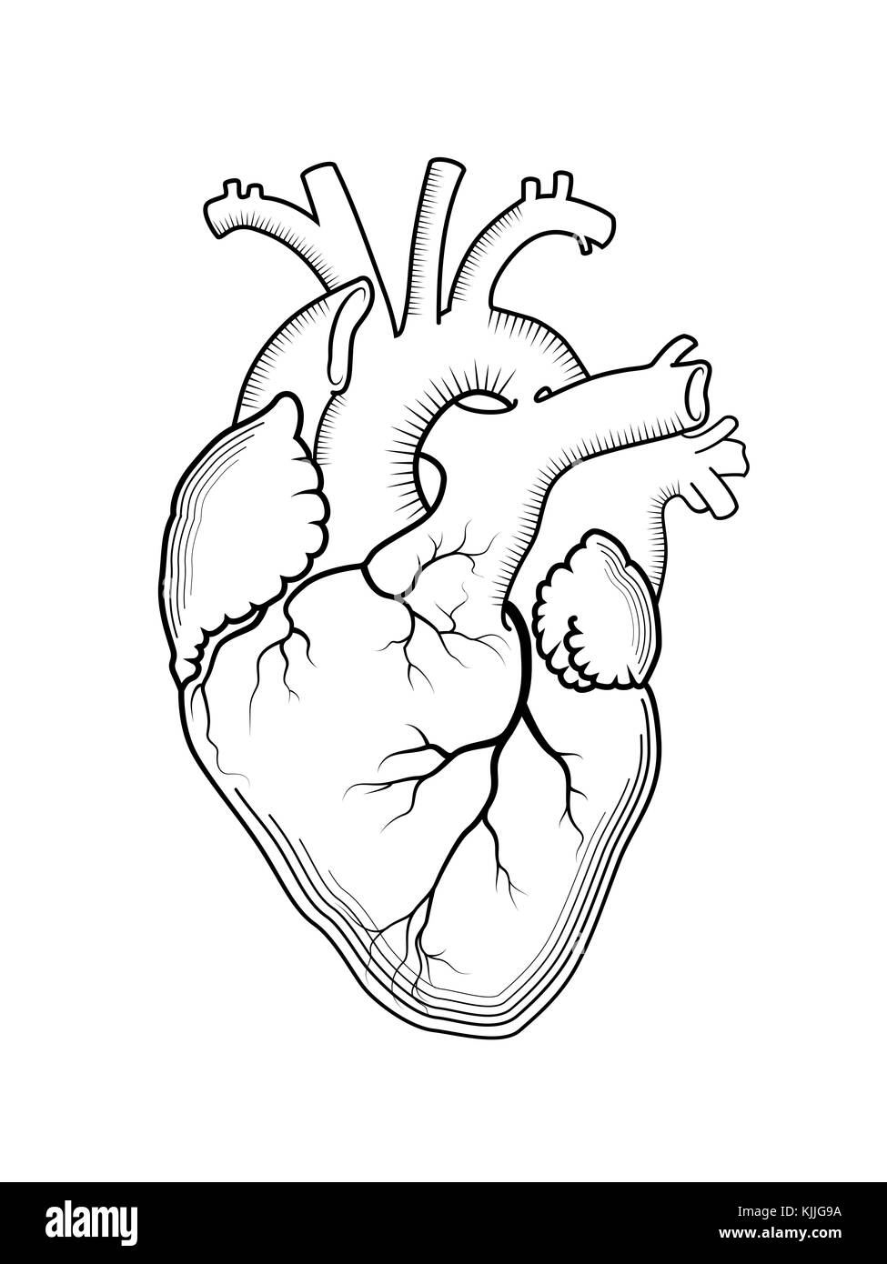 Cuore. L'interno di organi umani, una struttura anatomica. Stampa inciso, contorno disegno dettagliato. Foto Stock
