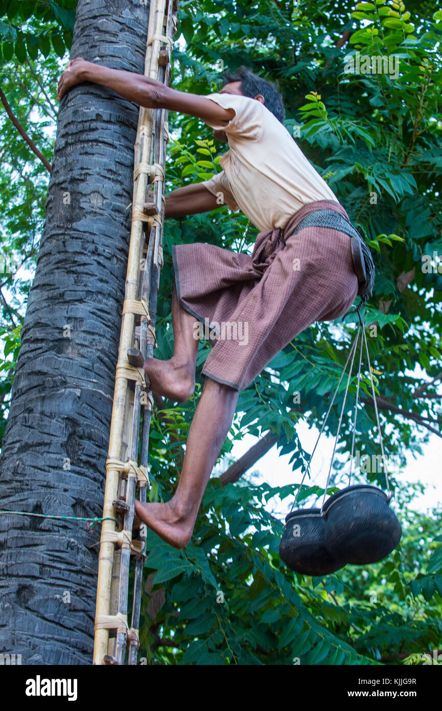 BAGAN, Myanmar, SEP 06: Burmese agricoltore di arrampicarsi su un albero di palma per il succo di frutta per estrarre lo zucchero di Palm in un villaggio vicino a Bagan su Settembre 06 2017 Foto Stock