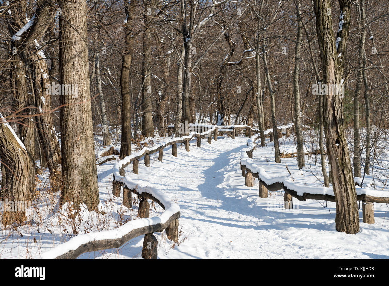 Un sentiero vuoto curve nel la distanza in una pittoresca vista la mattina dei boschi del parco centrale dopo una tempesta di neve in new york city Foto Stock