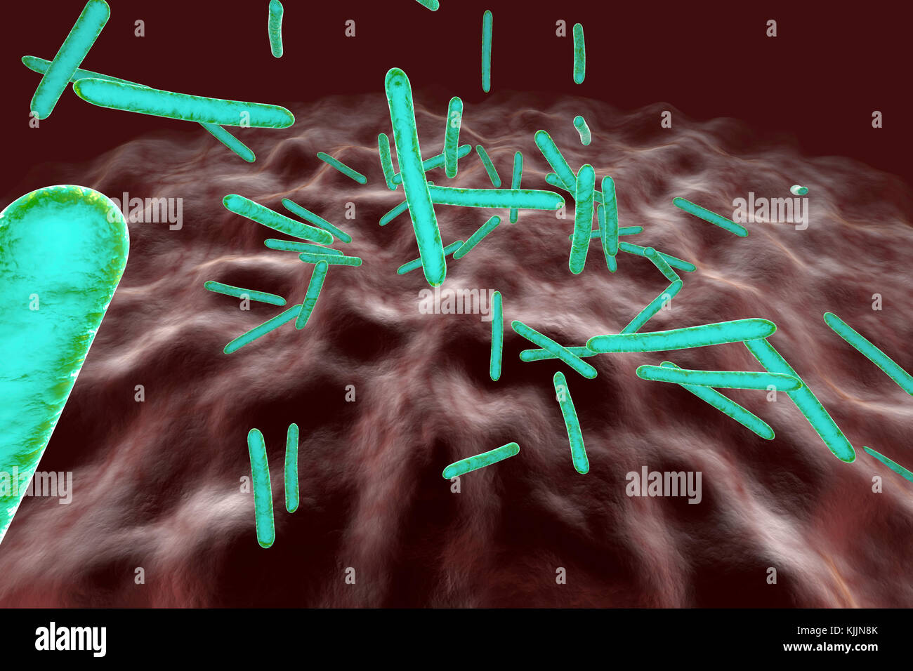 3D reso illustrazione, visualizzazione di i batteri responsabili della tubercolosi in un organismo Foto Stock