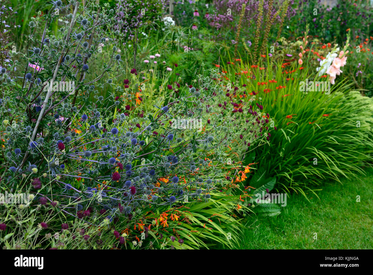 Falciato, erba, percorso, perenne, letto, letti, confini, curva, curve, mix, misto, piante perenni, knautia, veronicastrum, gladioli, crocosmia, foxgloves, eryng Foto Stock