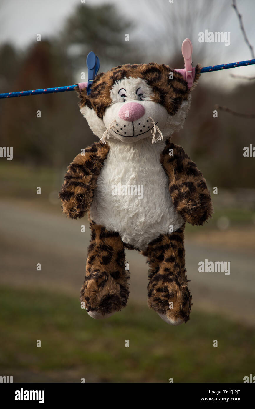 Gatto ripiene, peluche, appeso dalla linea di abbigliamento con spine Foto Stock