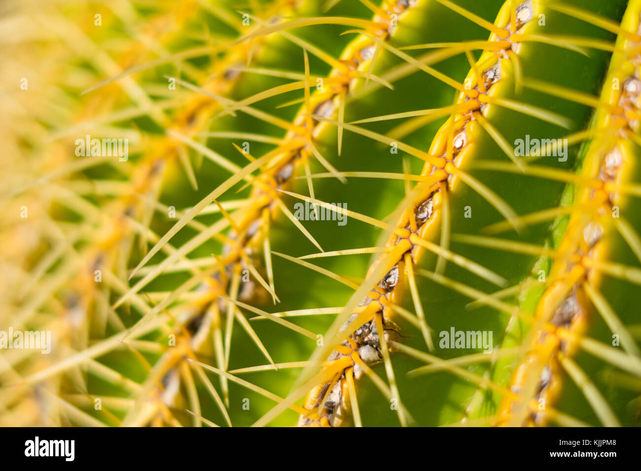Cactus closeup, thorn macro - barrel cactus sfondo Foto Stock