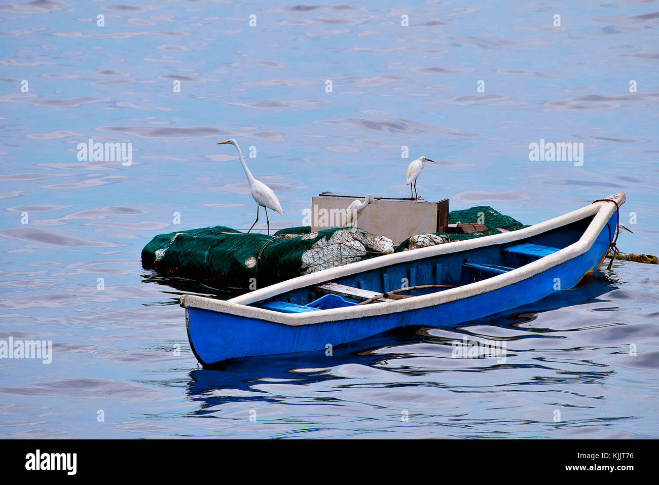 Garzette di bestiame sulla barca, Mumbai, Maharashtra. Foto Stock