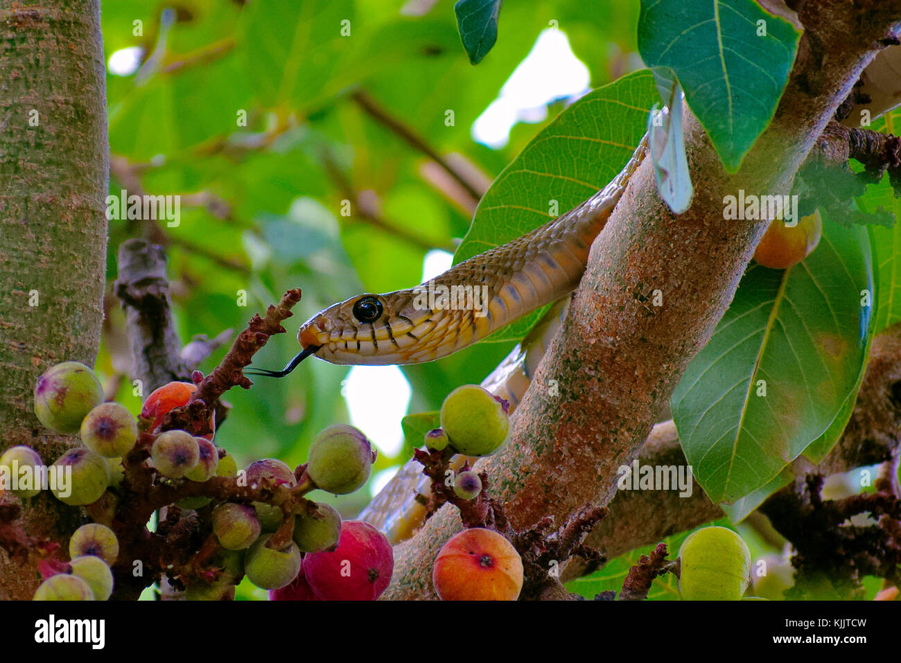 Indian biacco, dhaman , Ptyas sulla mucosa fig tree di Pune, Maharashtra. Foto Stock
