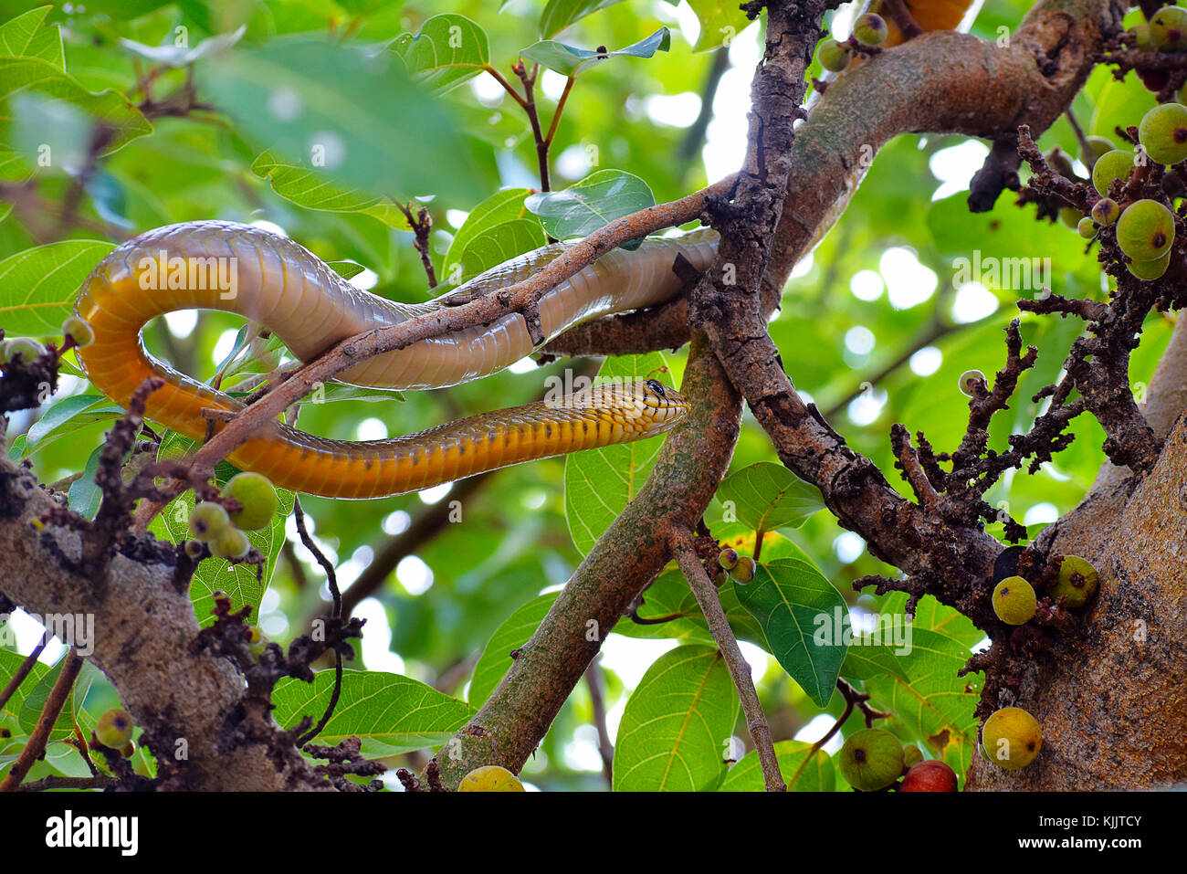 Indian biacco, dhaman , Ptyas sulla mucosa fig tree di Pune, Maharashtra. Foto Stock