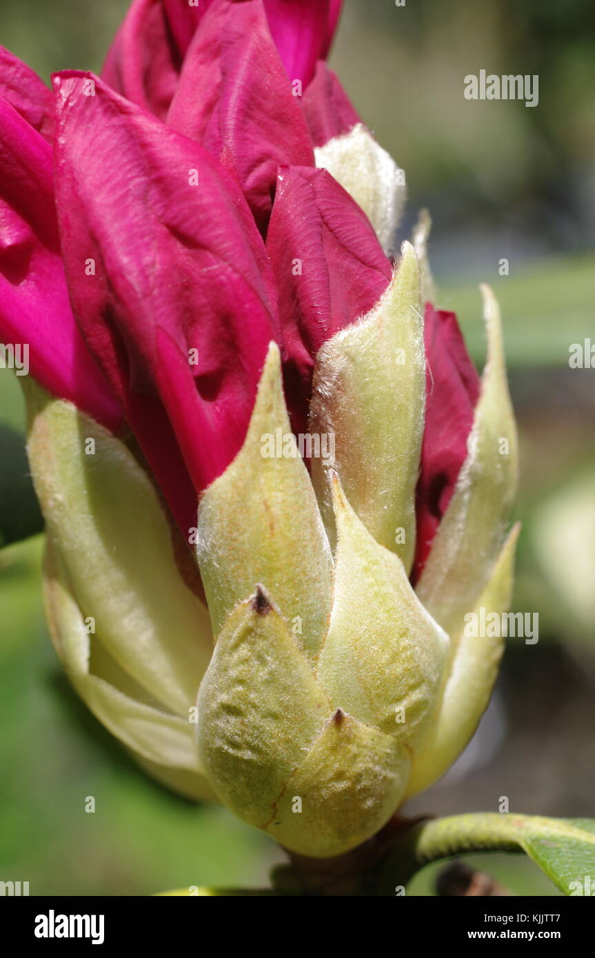 Fiore di una pianta di Rododendro bush Foto Stock