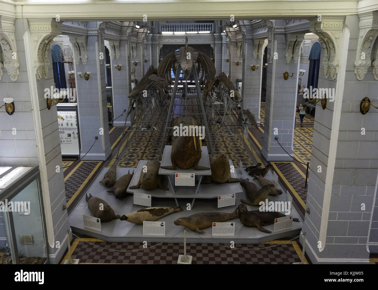 Saint Petersburg, Russia - 26.12.2016: TRICHECO, le guarnizioni e una di scheletro di balena presso il Museo Zoologico Foto Stock