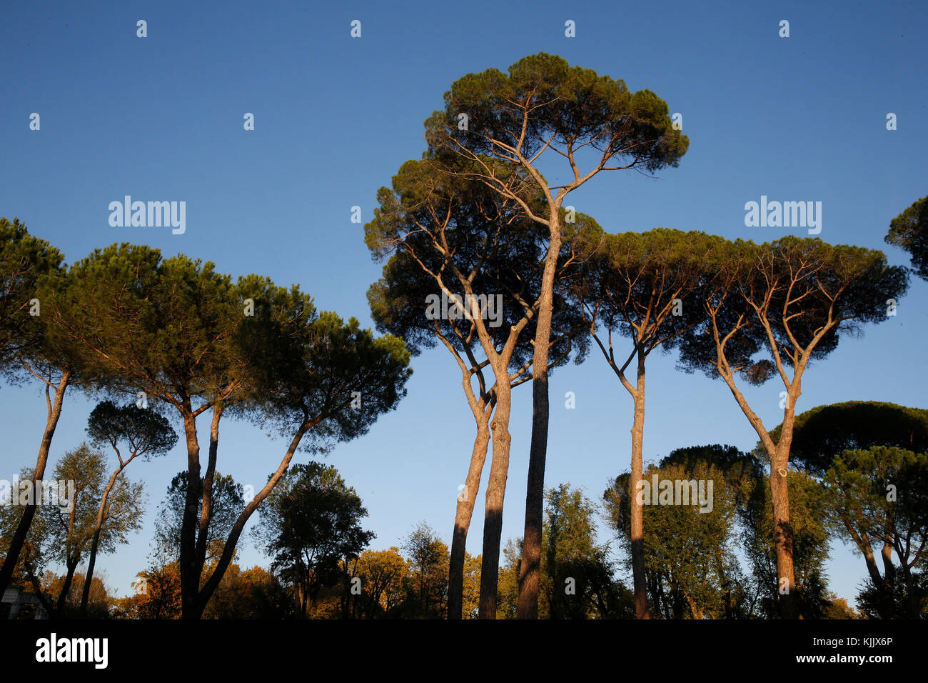 Alberi di pino nella Villa Borghese, Roma. L'Italia. Foto Stock