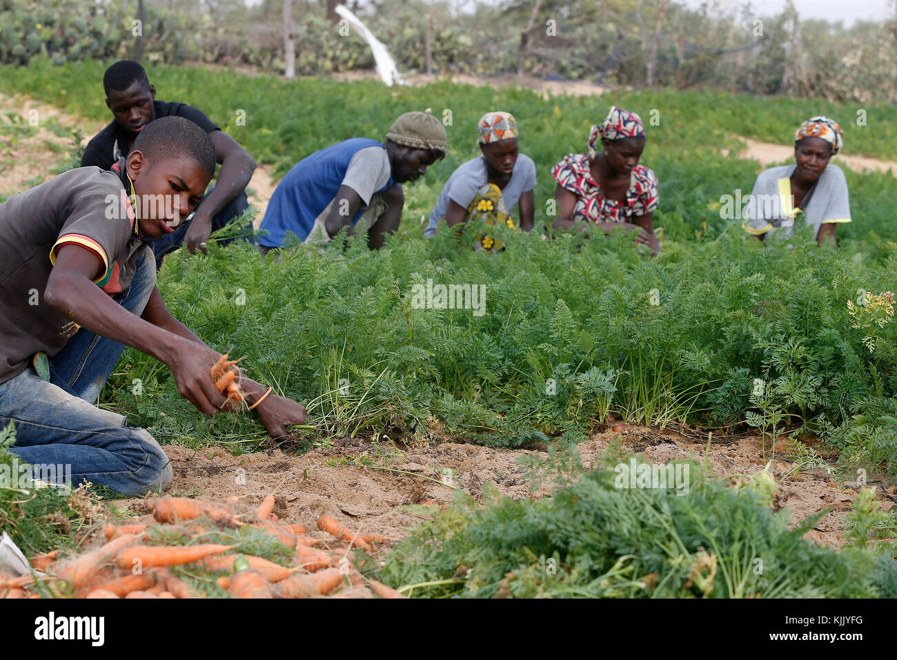 Giardinaggio di vegetale finanziati da MECFADES istituzione di microfinanza. Il Senegal. Foto Stock