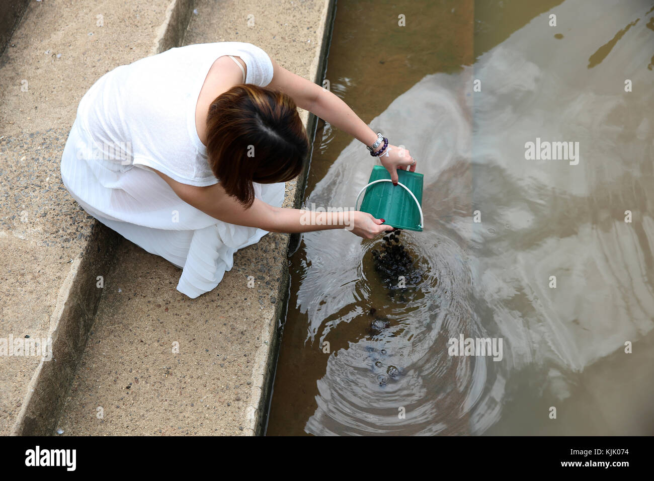 Donna di rilasciare i pesci nel fiume Ping accanto al Wat Chai Mongkhon tempio. Thailandia. Foto Stock