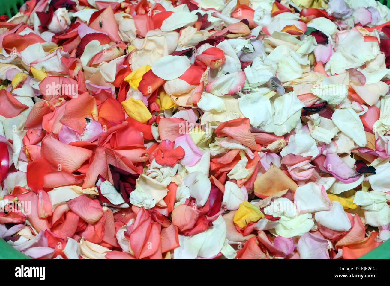 Mariamman tempio indù. Le rose. Offerte. Ho Chi Minh City. Il Vietnam. Foto Stock