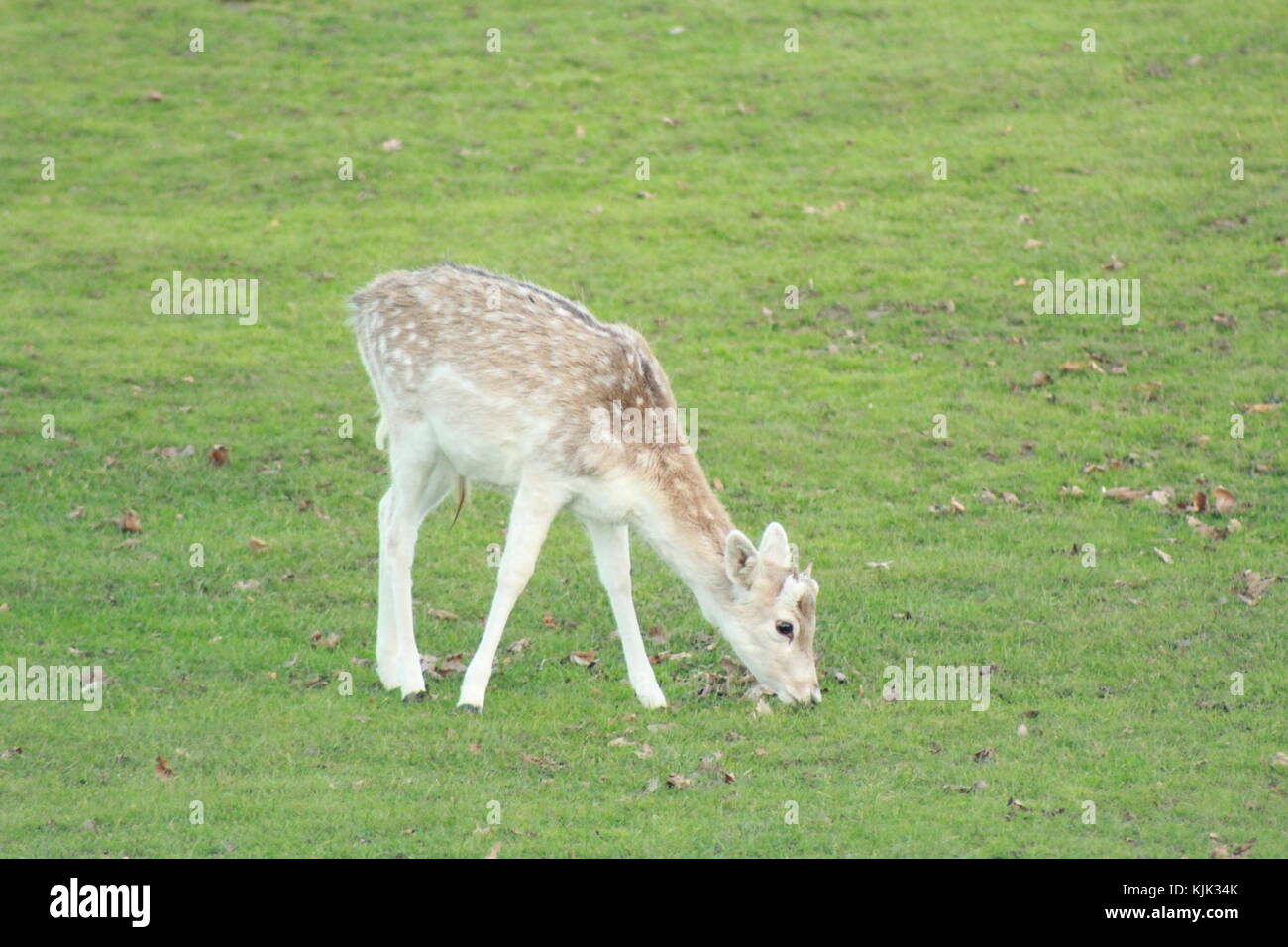 Daini pascolano in un campo Foto Stock
