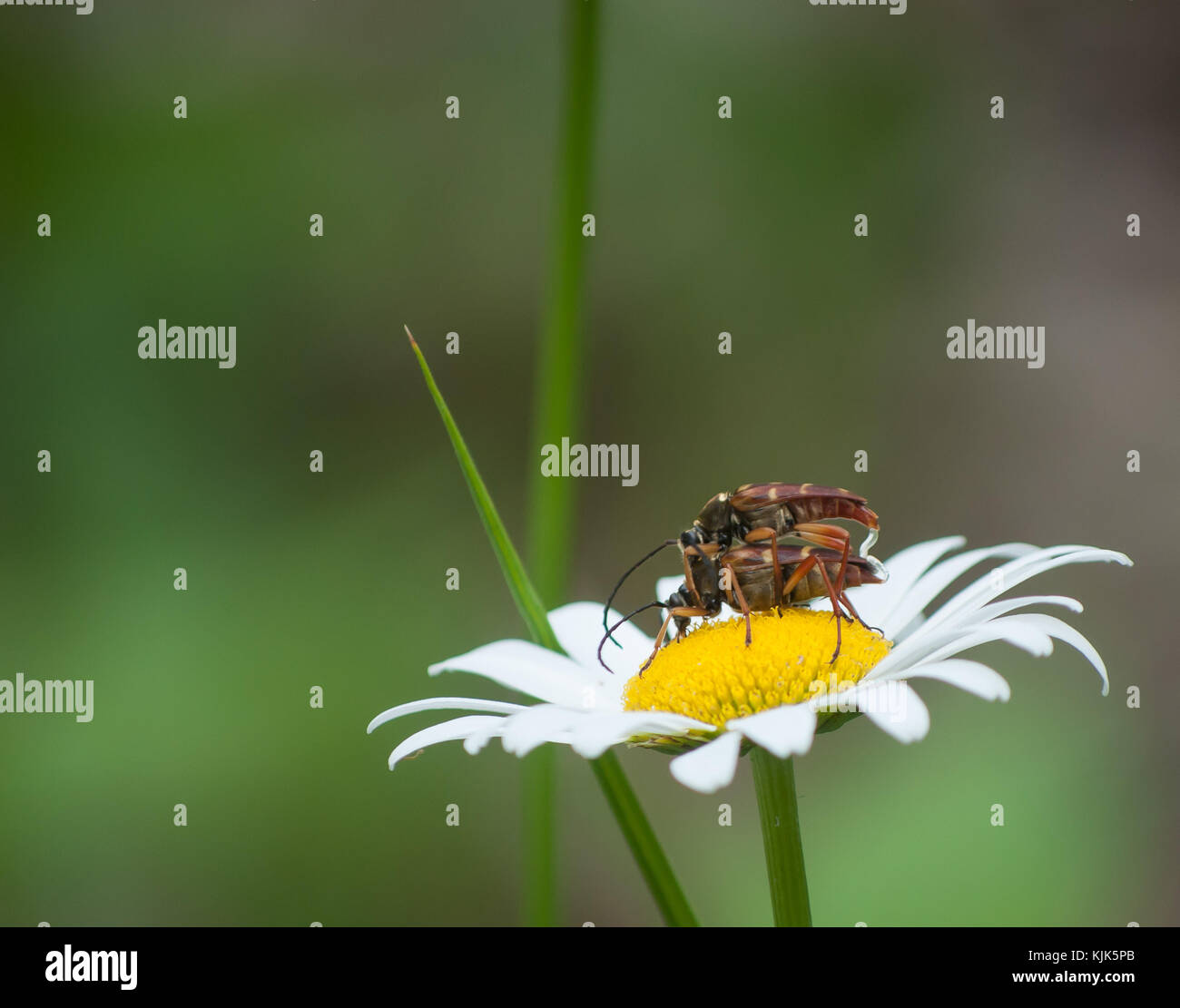 Una coppia di coleotteri coniugata su un fiore. Foto Stock
