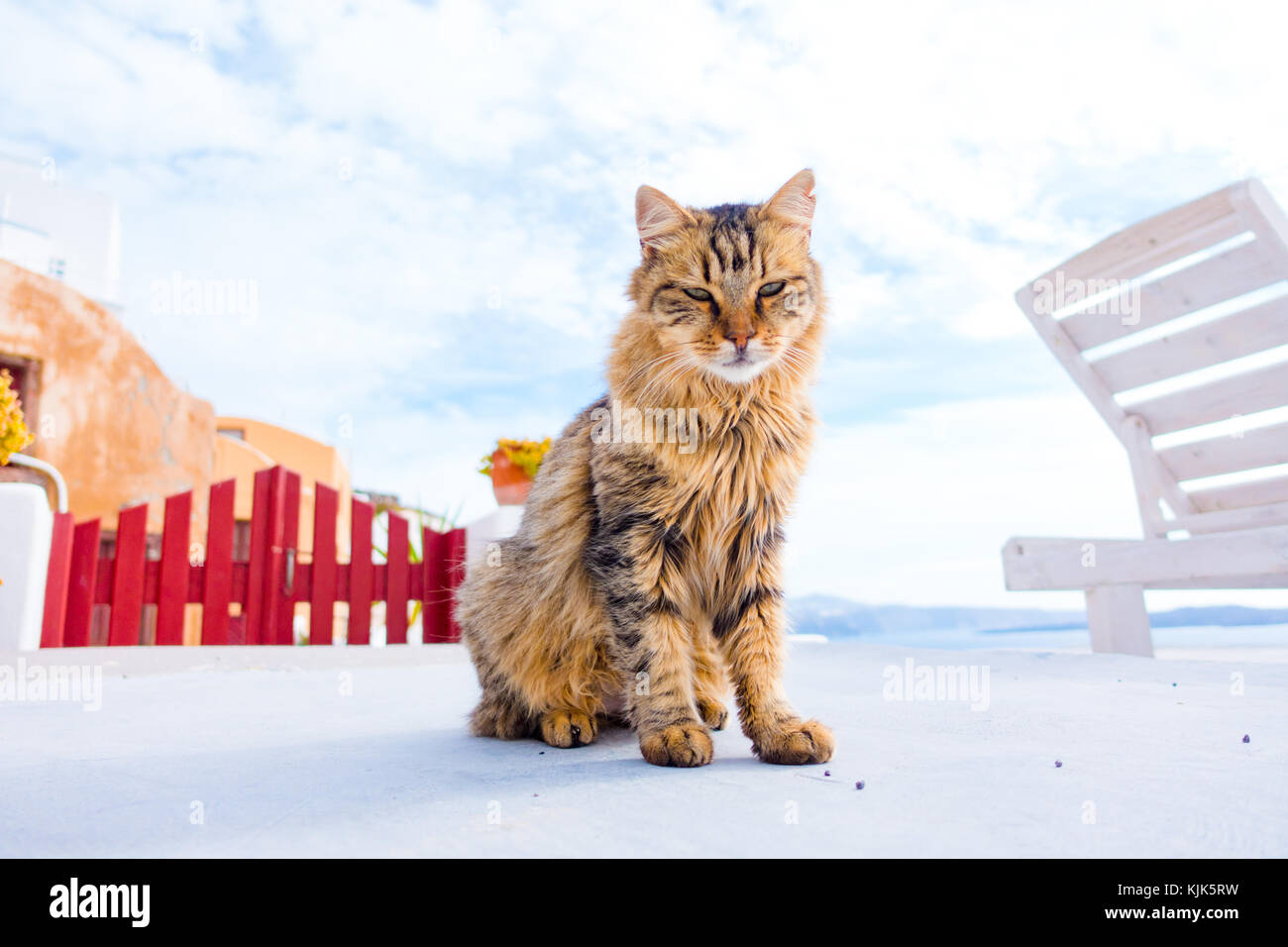 Cat in città oia. Santorini grecia Foto Stock