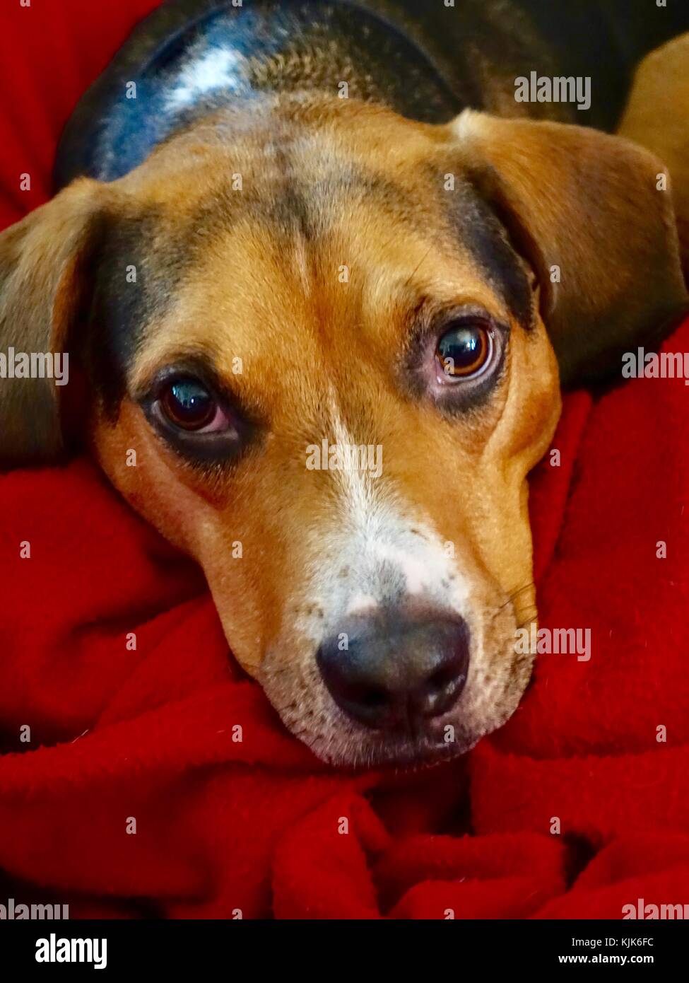 Primo piano volto ritratto, di triste occhio, beagle mix cane sdraiato su una coperta rossa brillante, guardando la macchina fotografica. Foto Stock