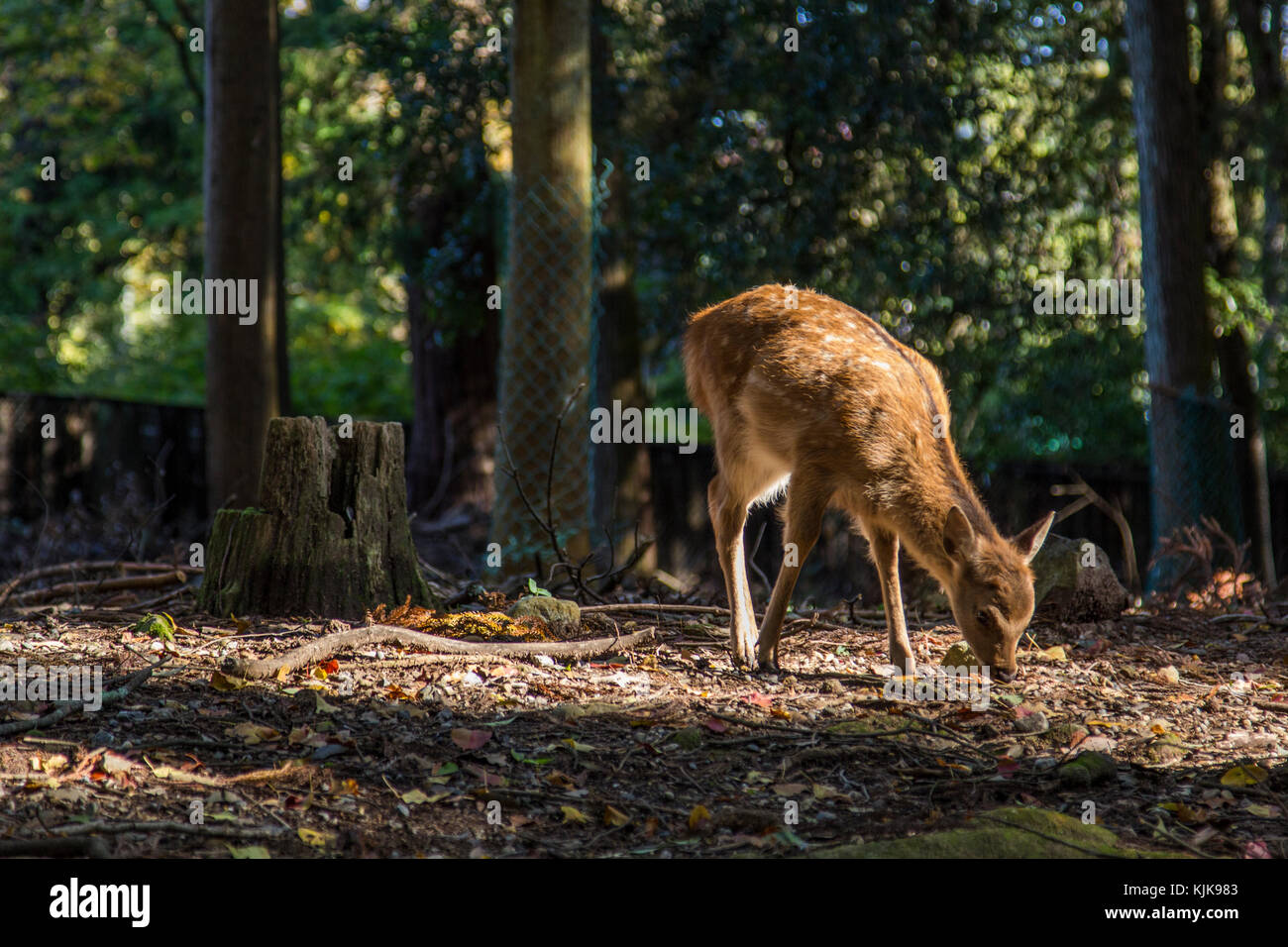 Mt. Kasuga foreste vergini è stato intatto per migliaia di anni. La foresta si estende su un area di circa mezzo chilometro, dietro Kasuga Tais Foto Stock