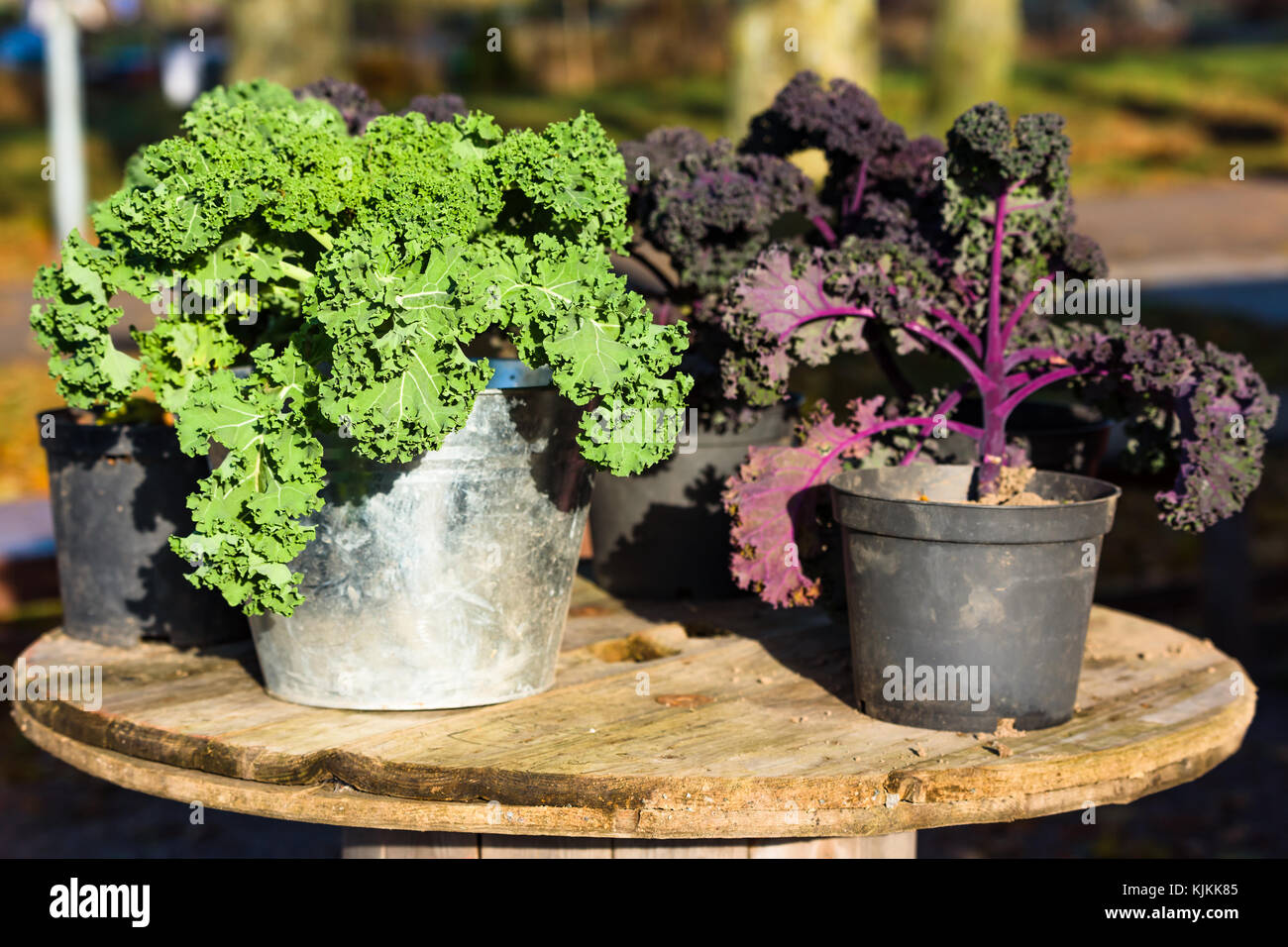 Verde e viola kale impianto in zinco e piantatrice di plastica o pentola. Foto Stock