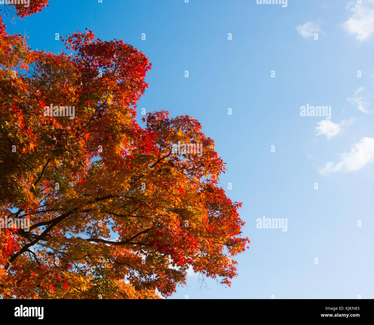 Un rosso giapponese leafed acero in un parco durante l'autunno con il blu del cielo come sfondo; foto scattata a Kyoto, Giappone. Foto Stock