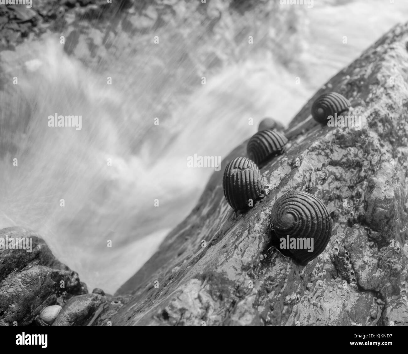 Lumache di mare seduti su una roccia come le onde si infrangono in essa; foto scattata a Koh Lanta, Thailandia. Foto Stock