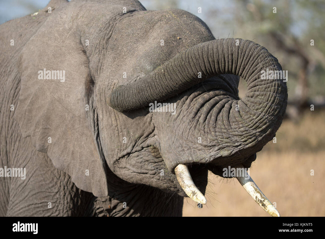 Parco Nazionale del Serengeti. Elefante africano (Loxodonta africana). Tanzania. Foto Stock