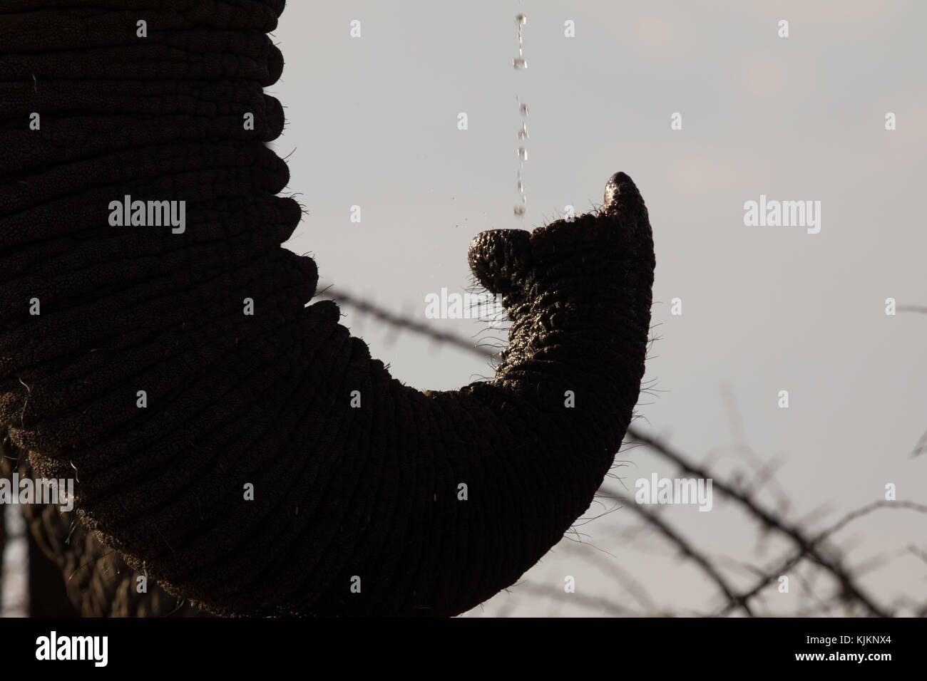 Madikwe Game Reserve. Elefante africano (Loxodonta africana). Close-up di tronco con acqua. Sud Africa. Foto Stock
