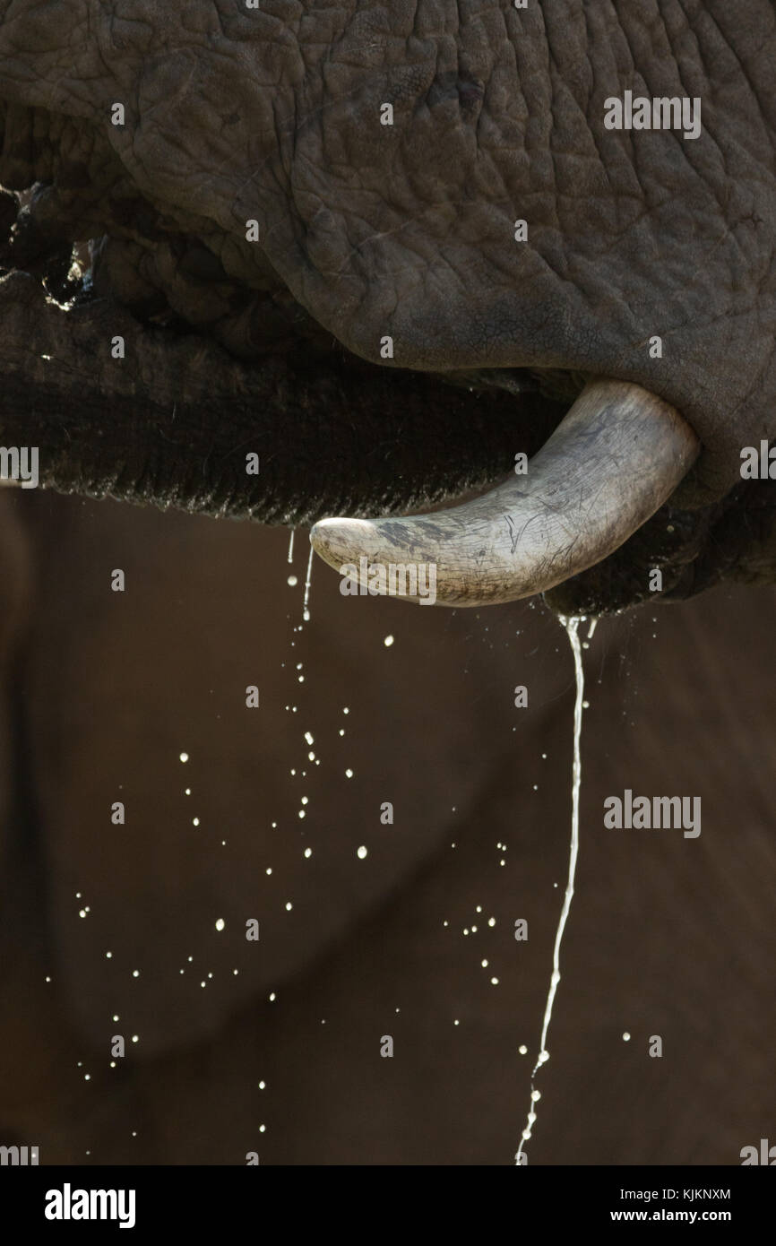Madikwe Game Reserve. Elefante africano (Loxodonta africana) bere. Sud Africa. Foto Stock