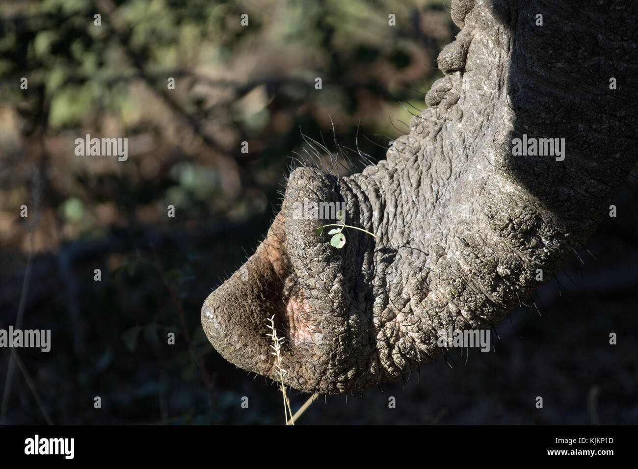 Parco Nazionale di Kruger. Elefante africano (Loxodonta africana). Close-up di trunk. Sud Africa. Foto Stock