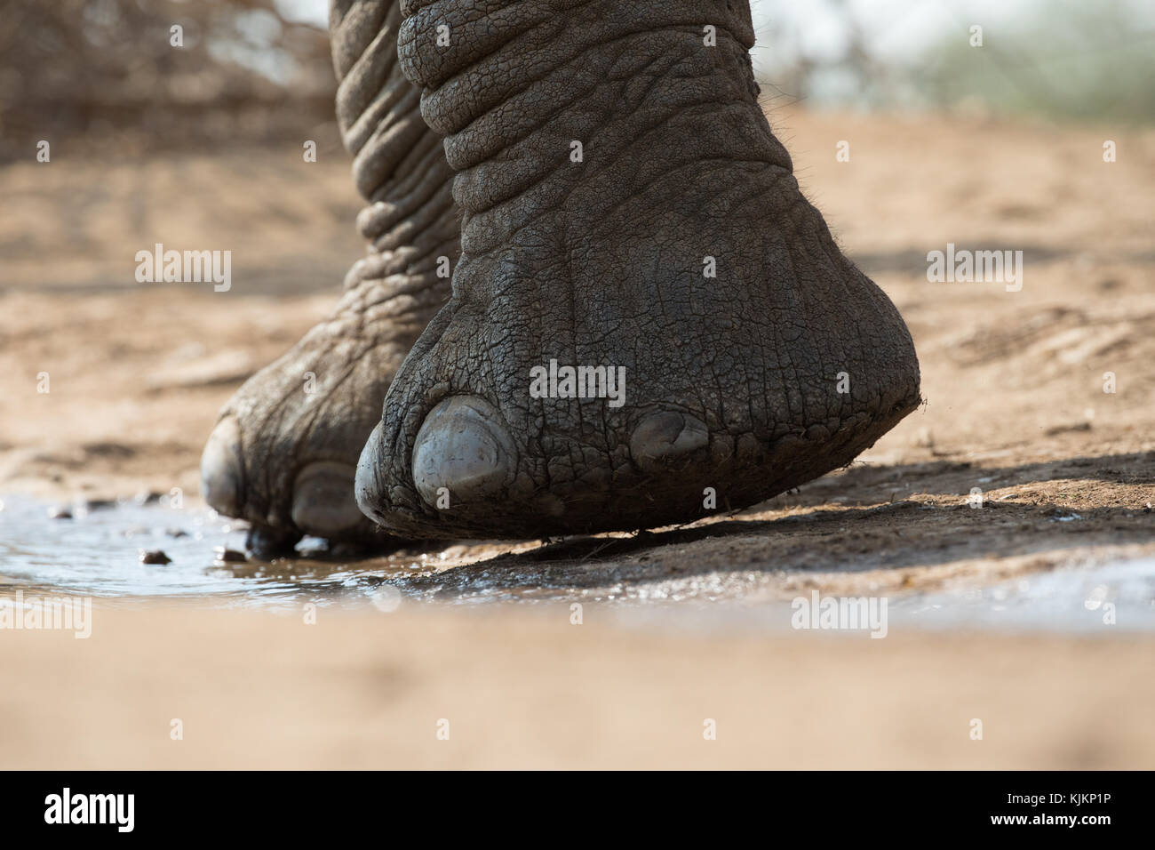 Madikwe Game Reserve. Elefante africano (Loxodonta africana). Close-up del piede. Sud Africa. Foto Stock