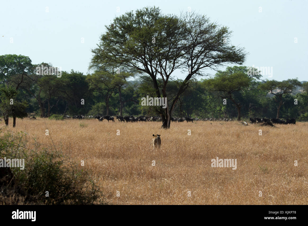 Parco Nazionale del Serengeti. Leonessa (Panthera leo) nella savana. Tanzania. Foto Stock