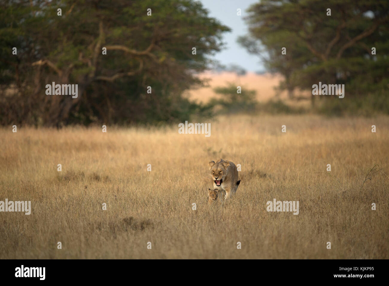 Parco Nazionale del Serengeti. Leonessa (Panthera leo) nella savana. Tanzania. Foto Stock
