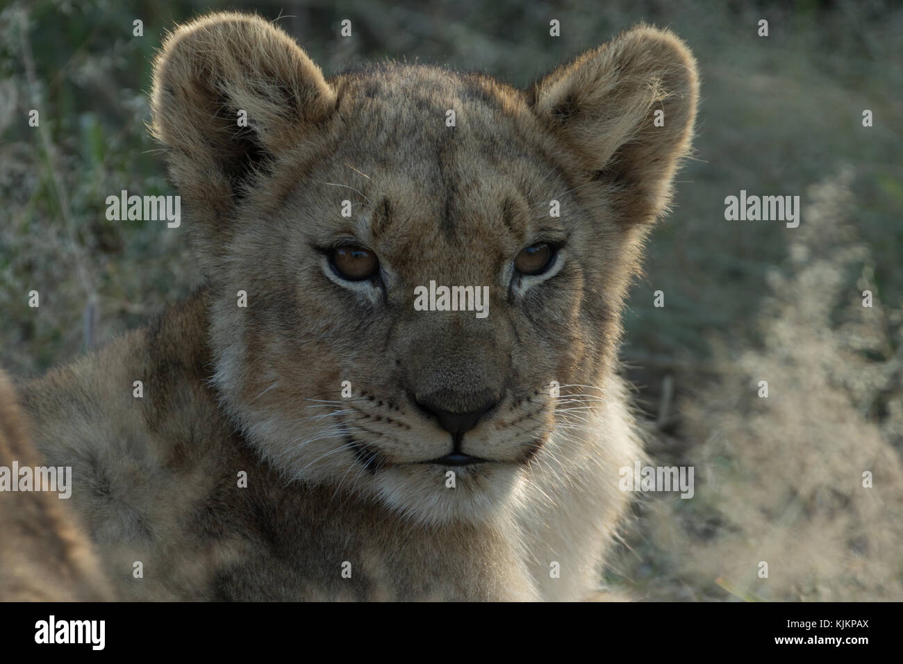 Madikwe Game Reserve. Lion cub (Panthera leo). Sud Africa. Foto Stock