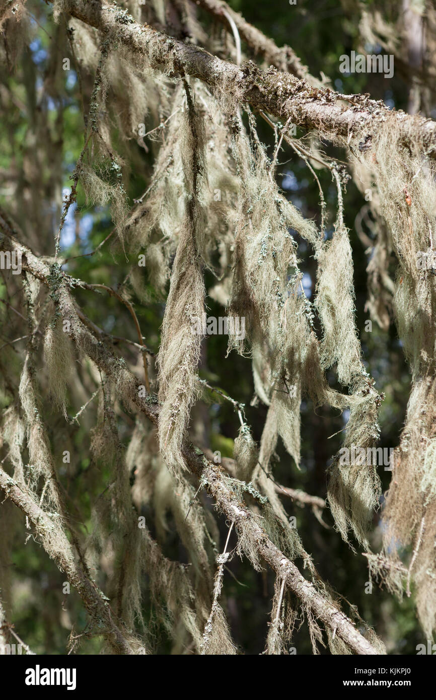 Barba moss appeso in abete rosso ramoscello Foto Stock