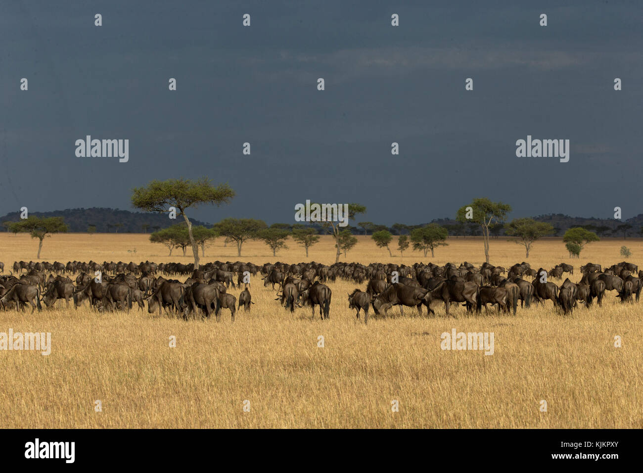 Parco Nazionale del Serengeti. Blue Gnu (Connochaetes taurinus) allevamento migrazione attraverso la savana. Tanzania. Foto Stock
