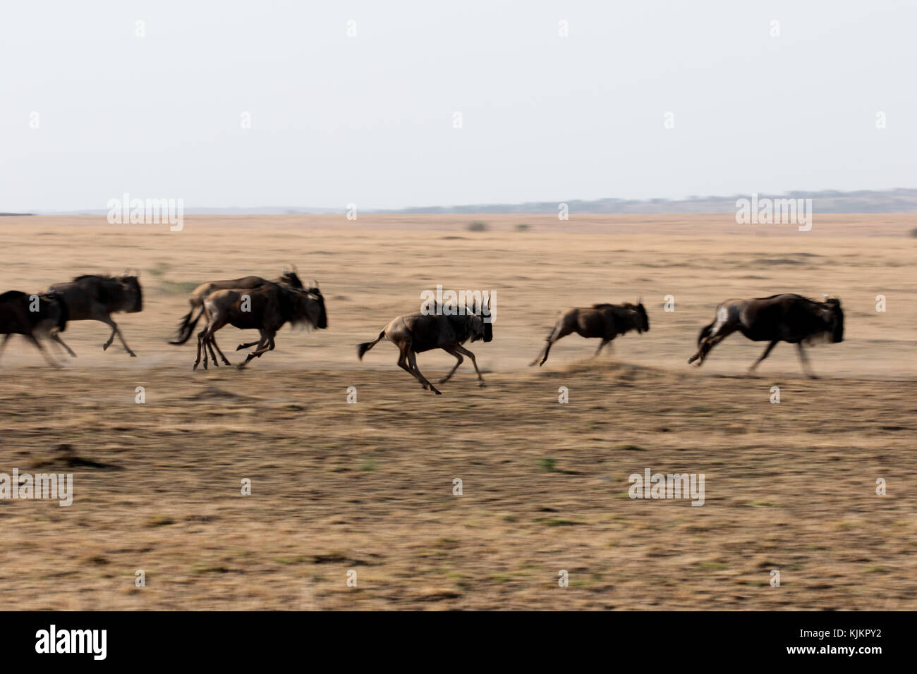 Parco Nazionale del Serengeti. Blue Gnu (Connochaetes taurinus) allevamento migrazione attraverso la savana. Tanzania. Foto Stock