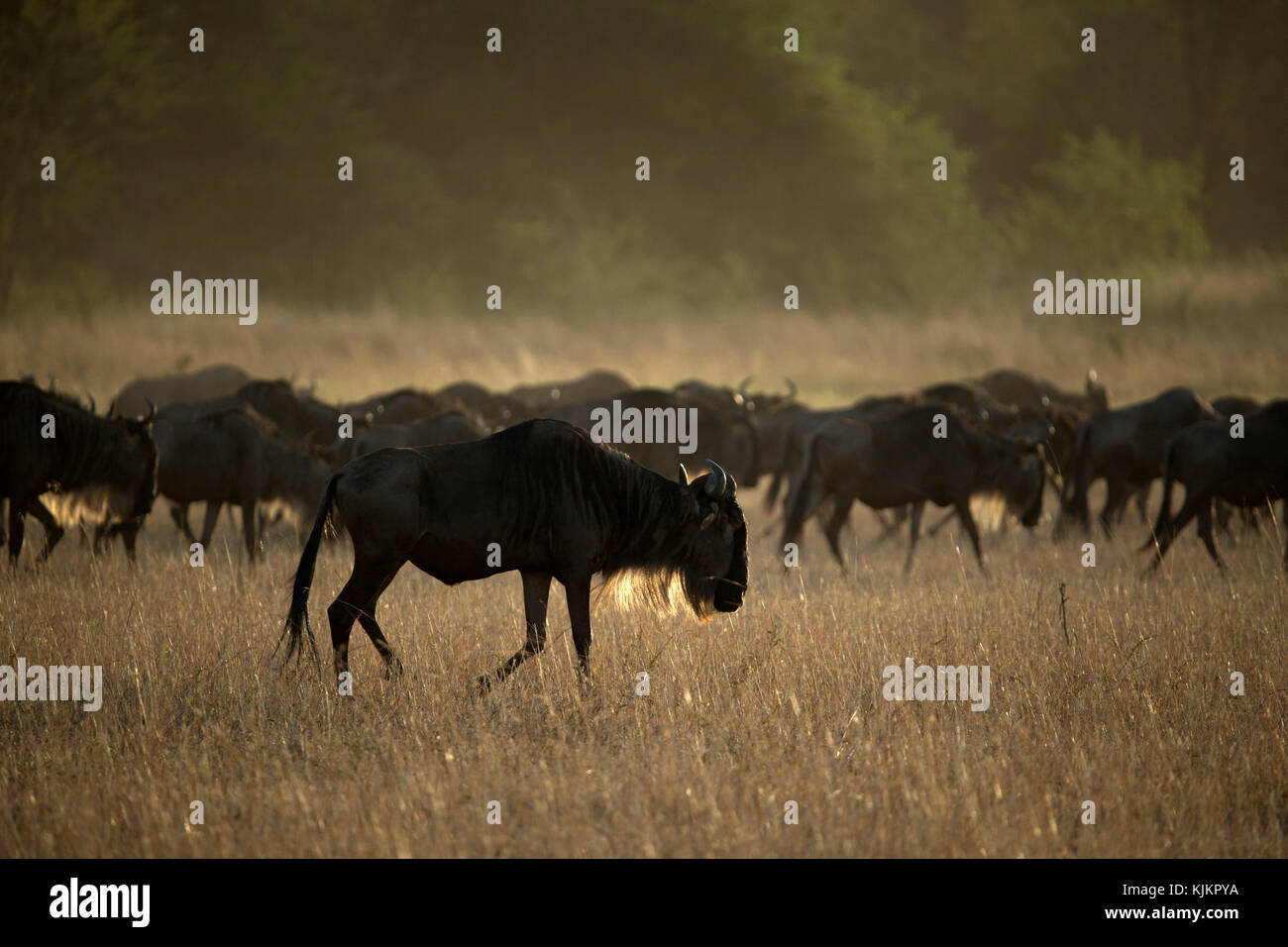 Parco Nazionale del Serengeti. Blue Gnu (Connochaetes taurinus) allevamento migrazione attraverso la savana. Tanzania. Foto Stock