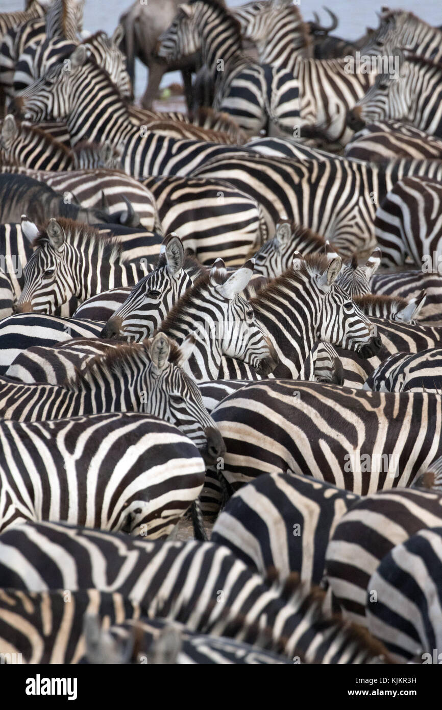 Parco Nazionale del Serengeti. Zebra circondata con le strisce bianche e nere. Tanzania. Foto Stock