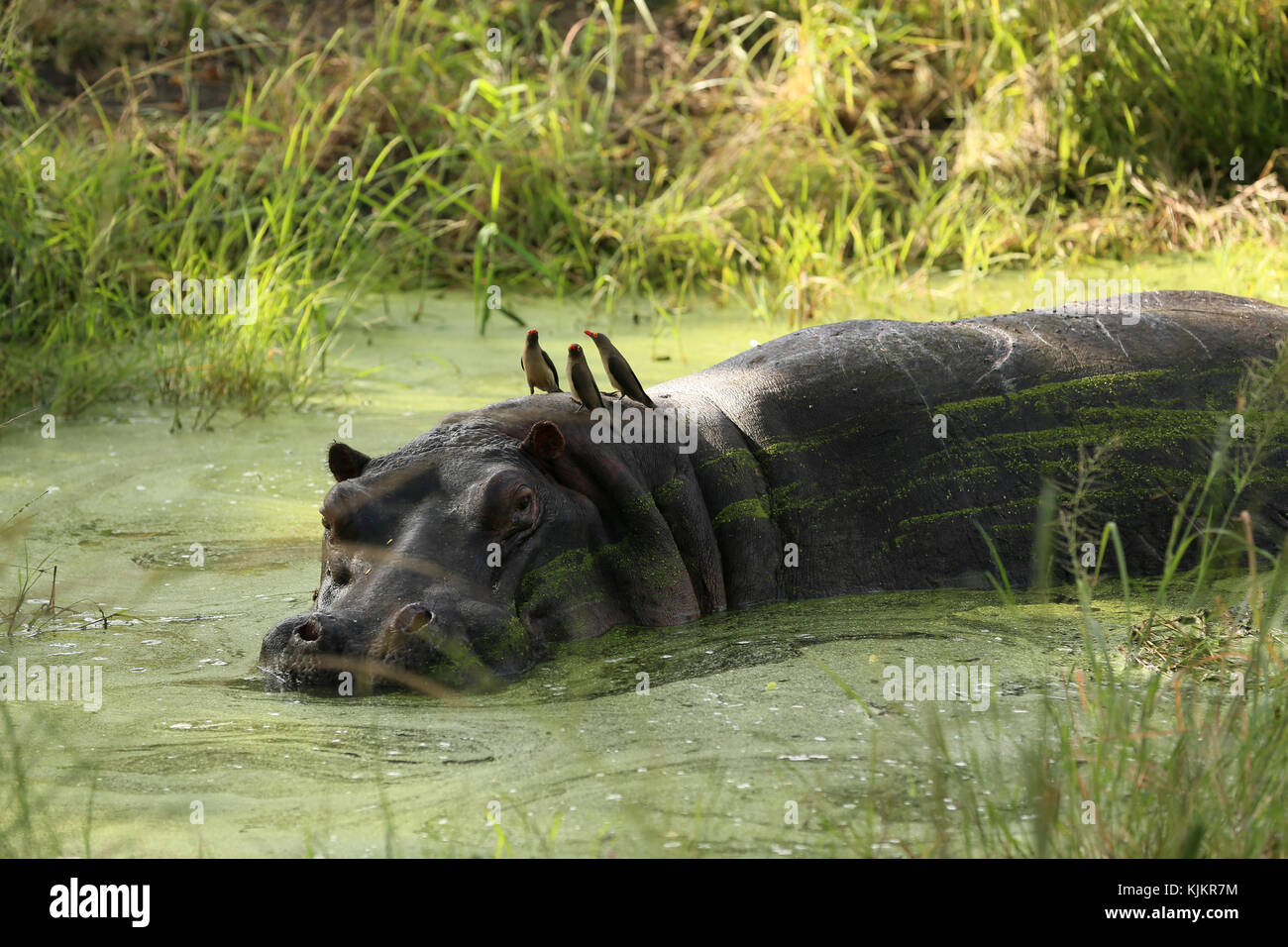 Parco Nazionale di Kruger. Ippopotamo immerso in acqua. Sud Africa. Foto Stock