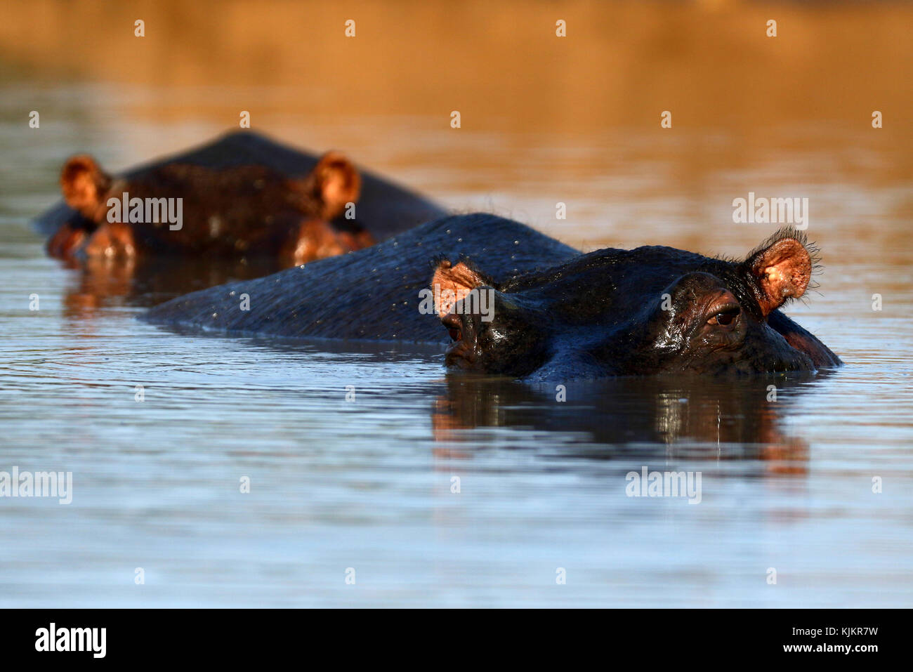 Parco Nazionale di Kruger. Ippopotamo immerso in acqua. Sud Africa. Foto Stock