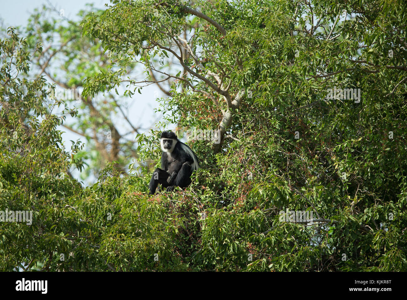 Parco Nazionale del Serengeti. Blackandwhite Colobus Monkey, Colobus Guereza. Tanzania. Foto Stock