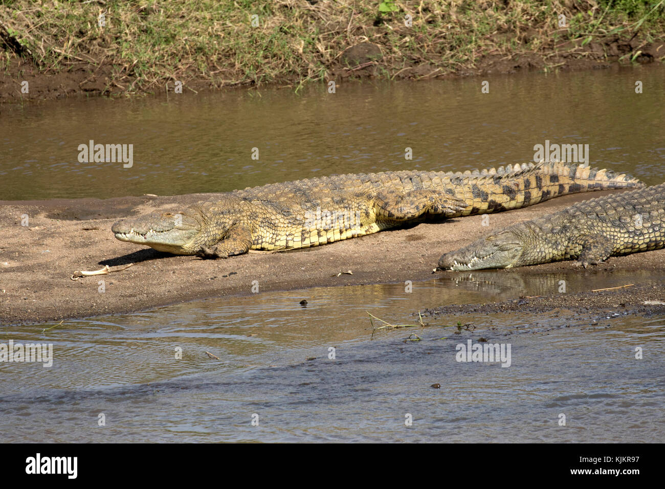 Parco Nazionale del Serengeti. Coccodrillo del Nilo (Crocodylus niloticus) in appoggio su una riva di un fiume. Tanzania. Foto Stock
