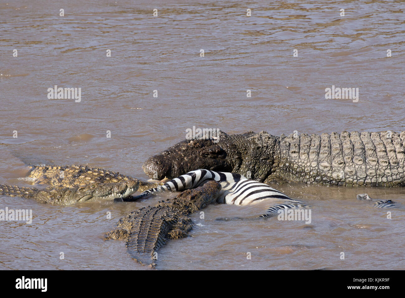 Parco Nazionale del Serengeti. Coccodrillo del Nilo (Crocodylus niloticus) gruppo di alimentazione comune su Zebra (Equus quagga) carcassa. Tanzania. Foto Stock