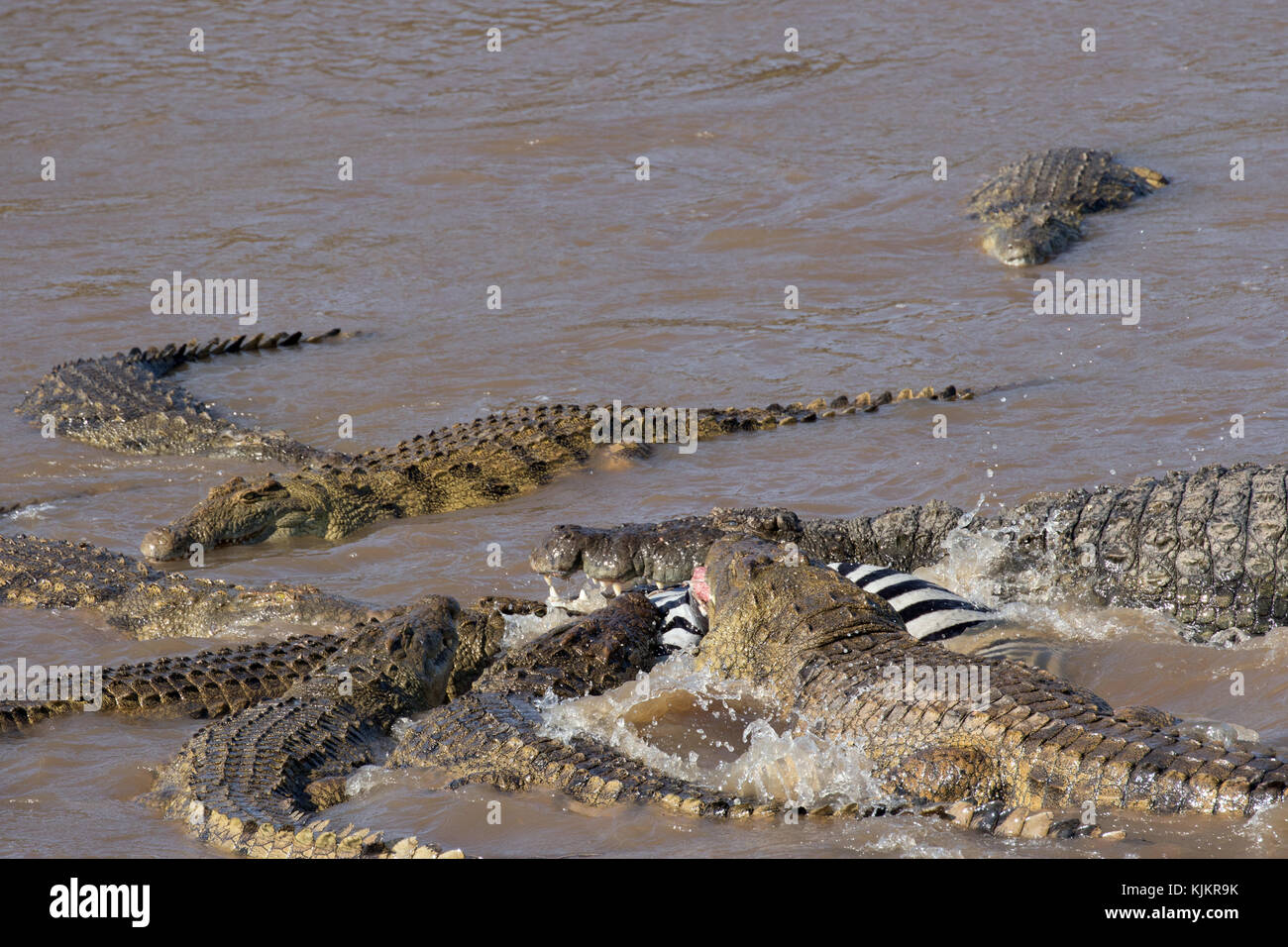 Parco Nazionale del Serengeti. Coccodrillo del Nilo (Crocodylus niloticus) gruppo di alimentazione comune su Zebra (Equus quagga) carcassa. Tanzania. Foto Stock