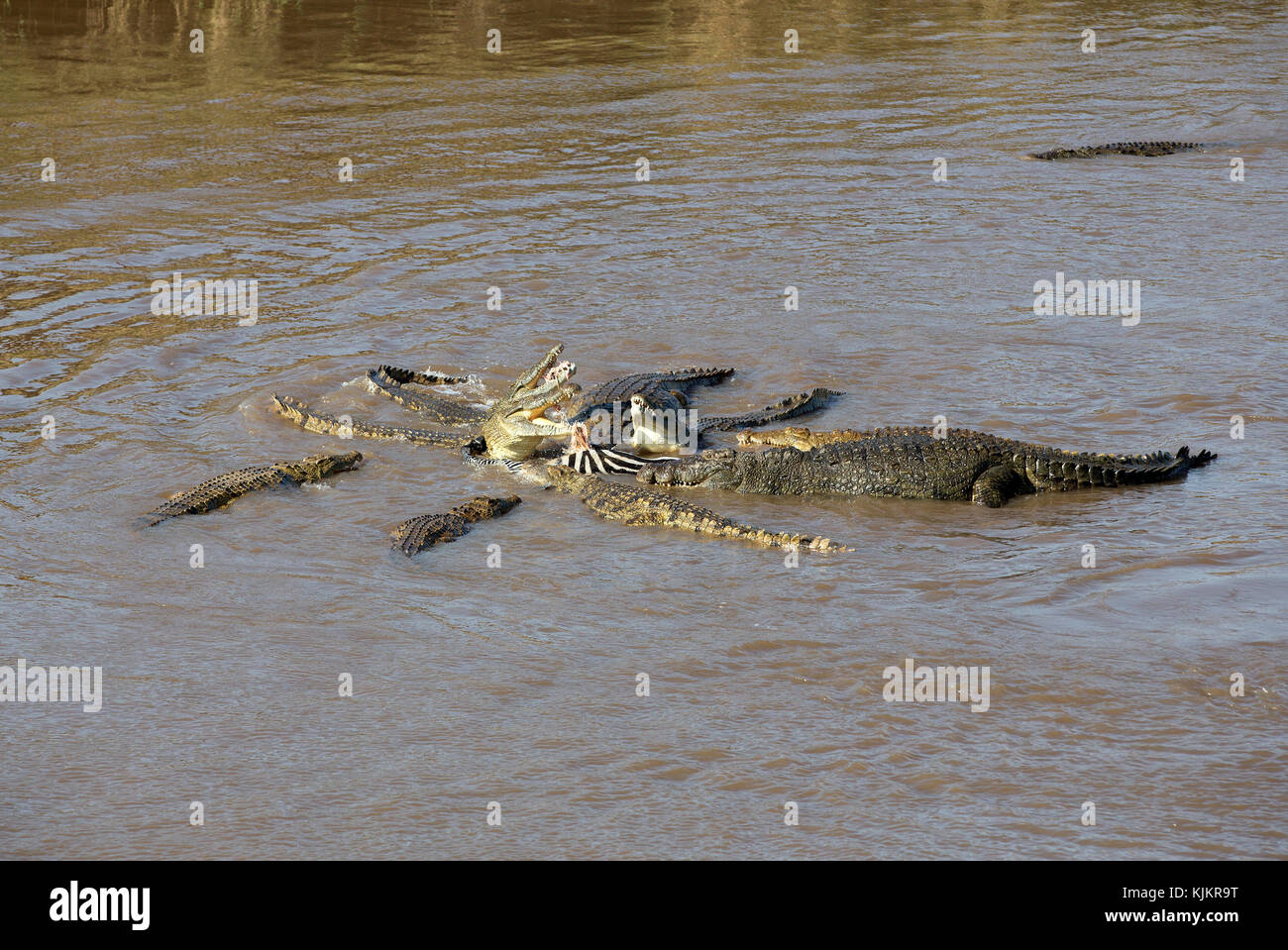 Parco Nazionale del Serengeti. Coccodrillo del Nilo (Crocodylus niloticus) gruppo di alimentazione comune su Zebra (Equus quagga) carcassa. Tanzania. Foto Stock