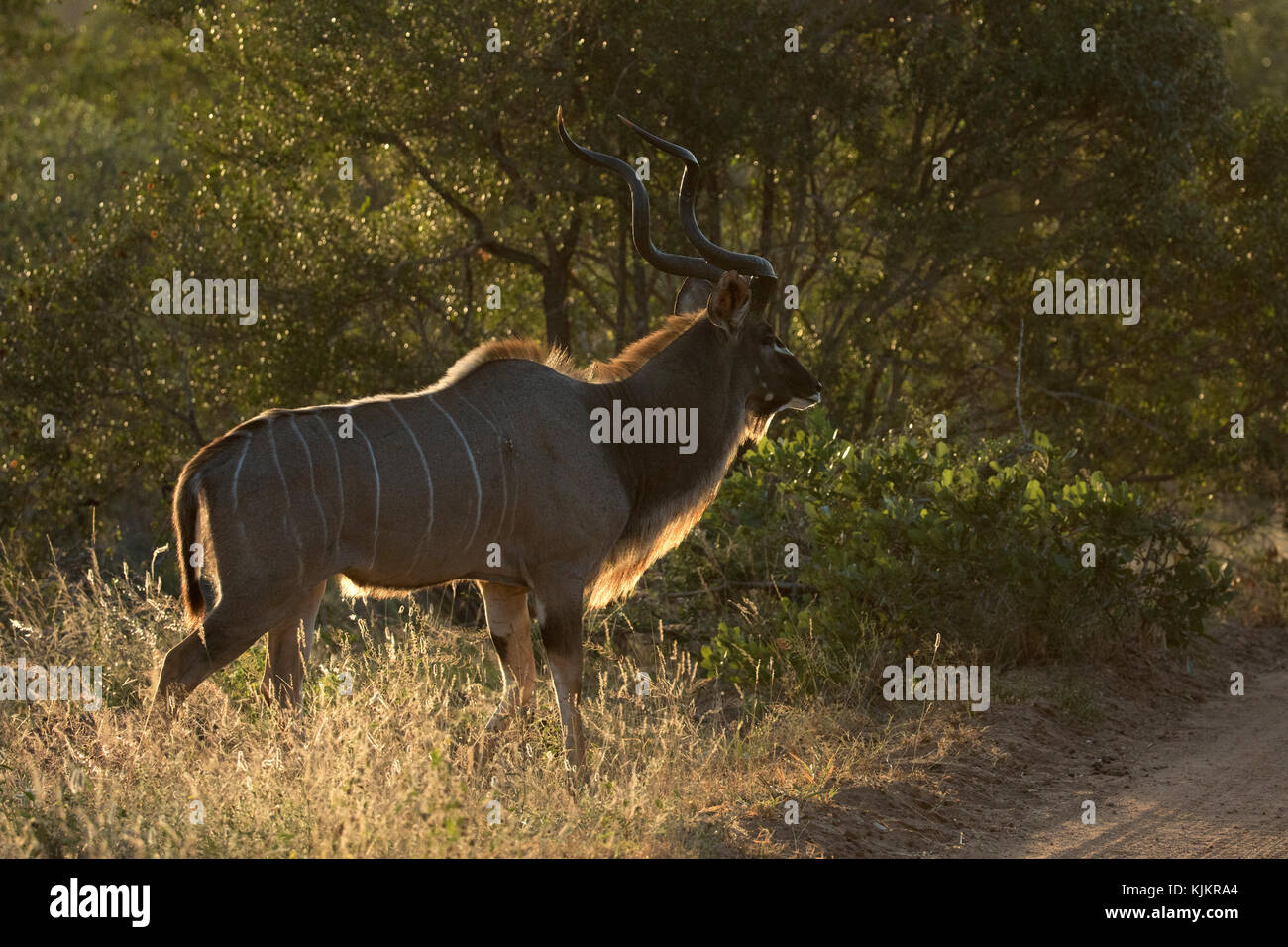 Parco Nazionale di Kruger. Una maggiore kudu (Tragelaphus strepsiceros). Sud Africa. Foto Stock