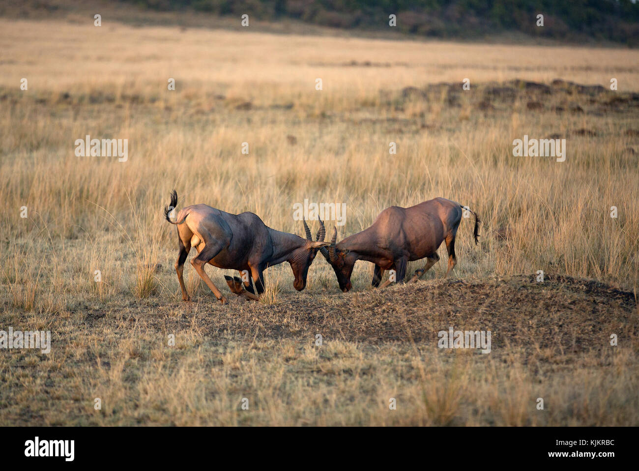 Masai Mara riserva nazionale. Topi (damaliscus Lunatus). Kenya. Foto Stock