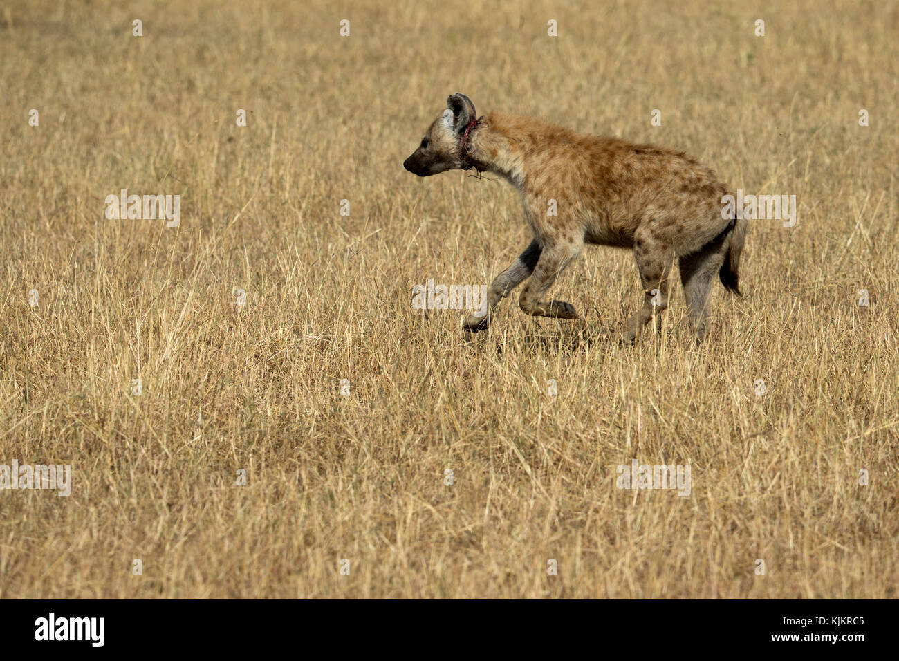 Parco Nazionale del Serengeti. Avvistato iene, ( Crocuta crocuta ). Tanzania. Foto Stock