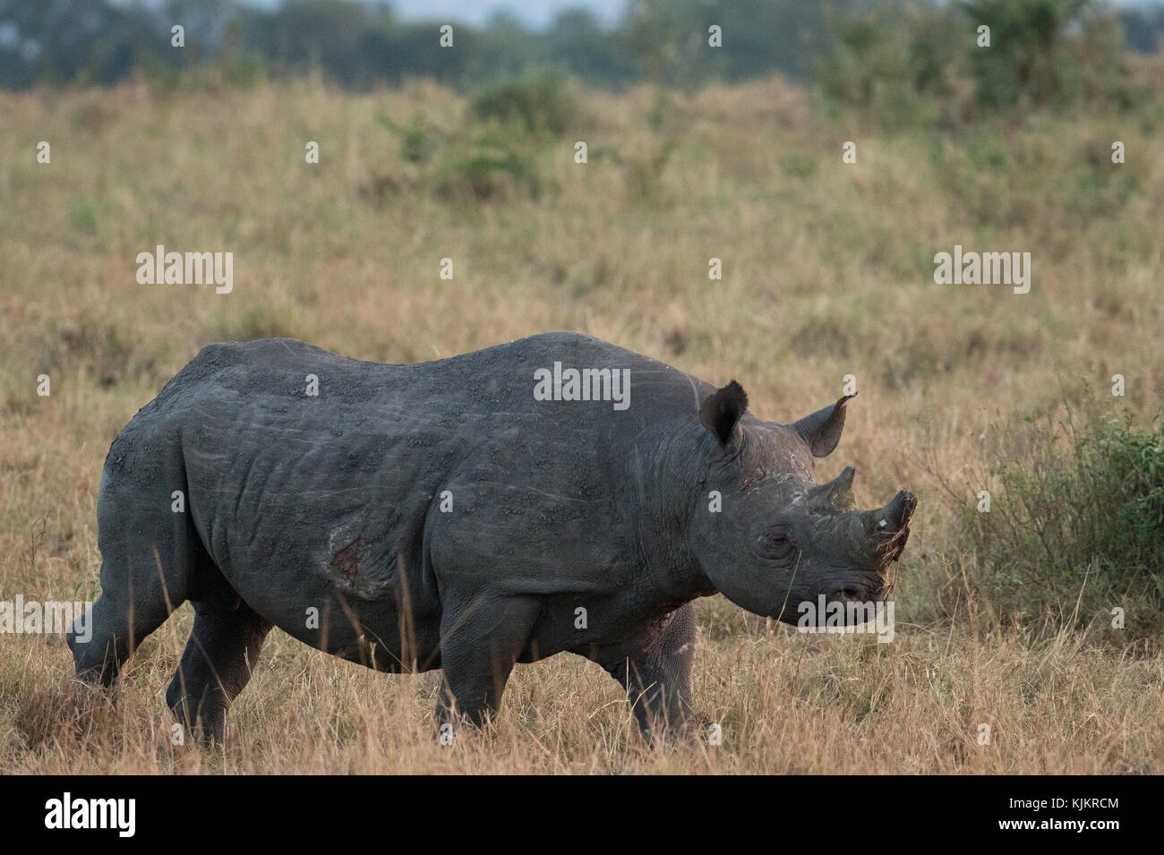 Masai Mara riserva nazionale. Rinoceronti nella savana. Kenya. Foto Stock